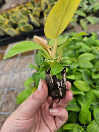 Philodendron Melinonii Ghost Plug