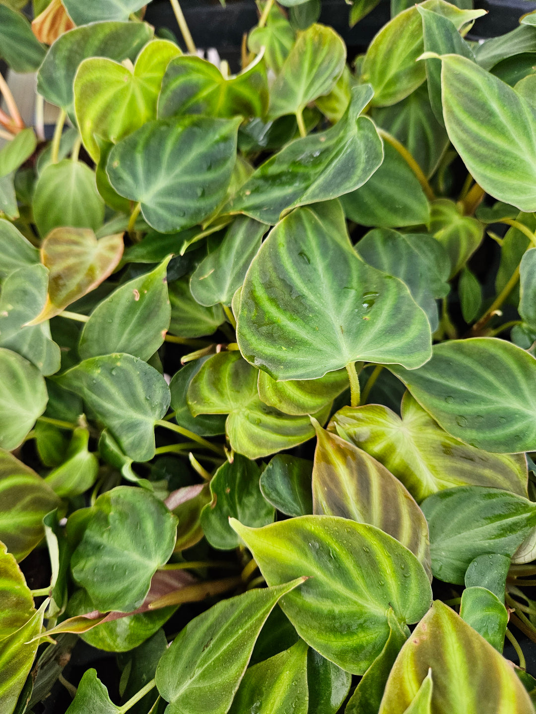 Philodendron Verrucosum with velvety heart-shaped leaves and neon-green veins.