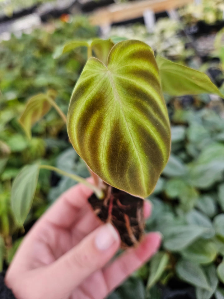 Philodendron Verrucosum with heart-shaped velvety leaf and neon-green veins.