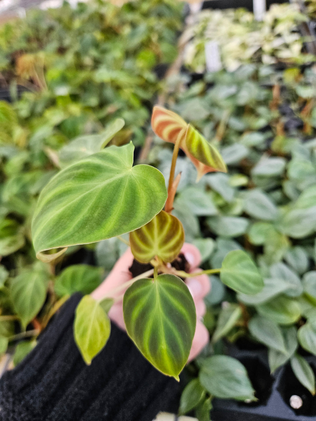 Philodendron Verrucosum with heart-shaped velvety leaves and neon-green veining in a nursery setting.