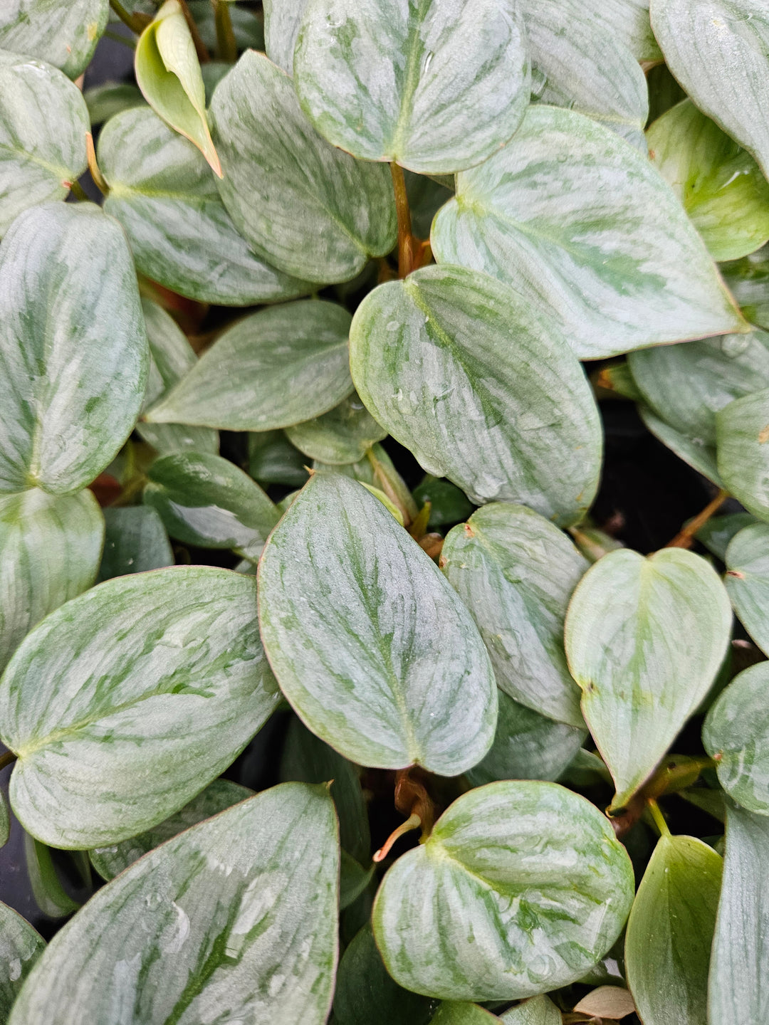 Philodendron Sodiroi with silver-mottled, heart-shaped leaves.