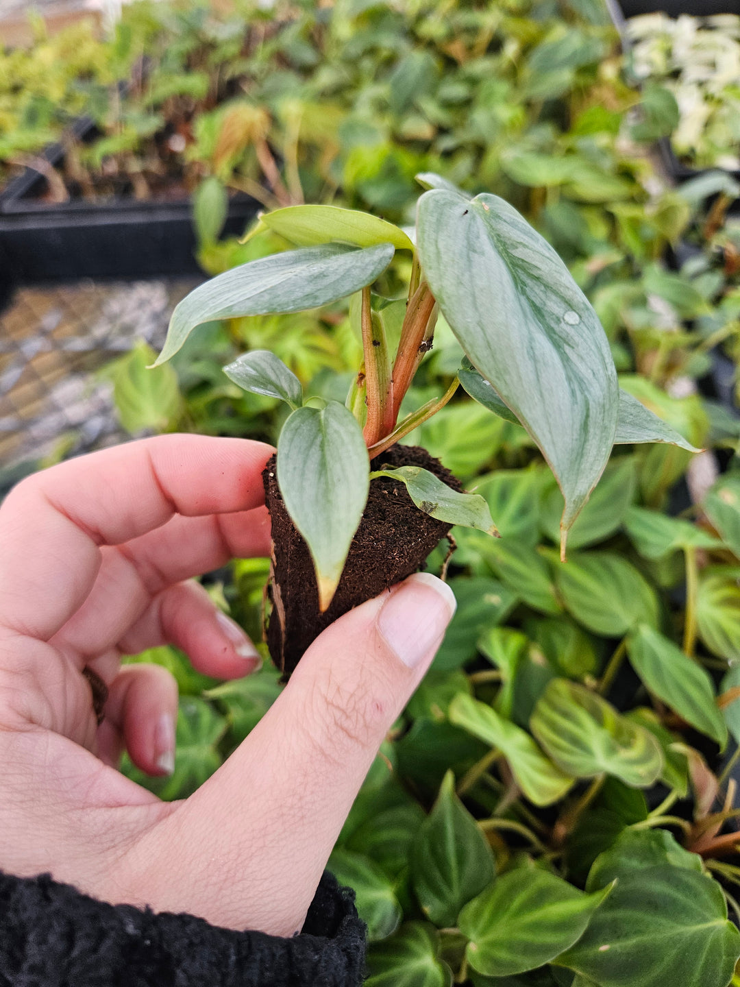 Philodendron Sodiroi plant with silver mottled heart-shaped leaves held in hand.