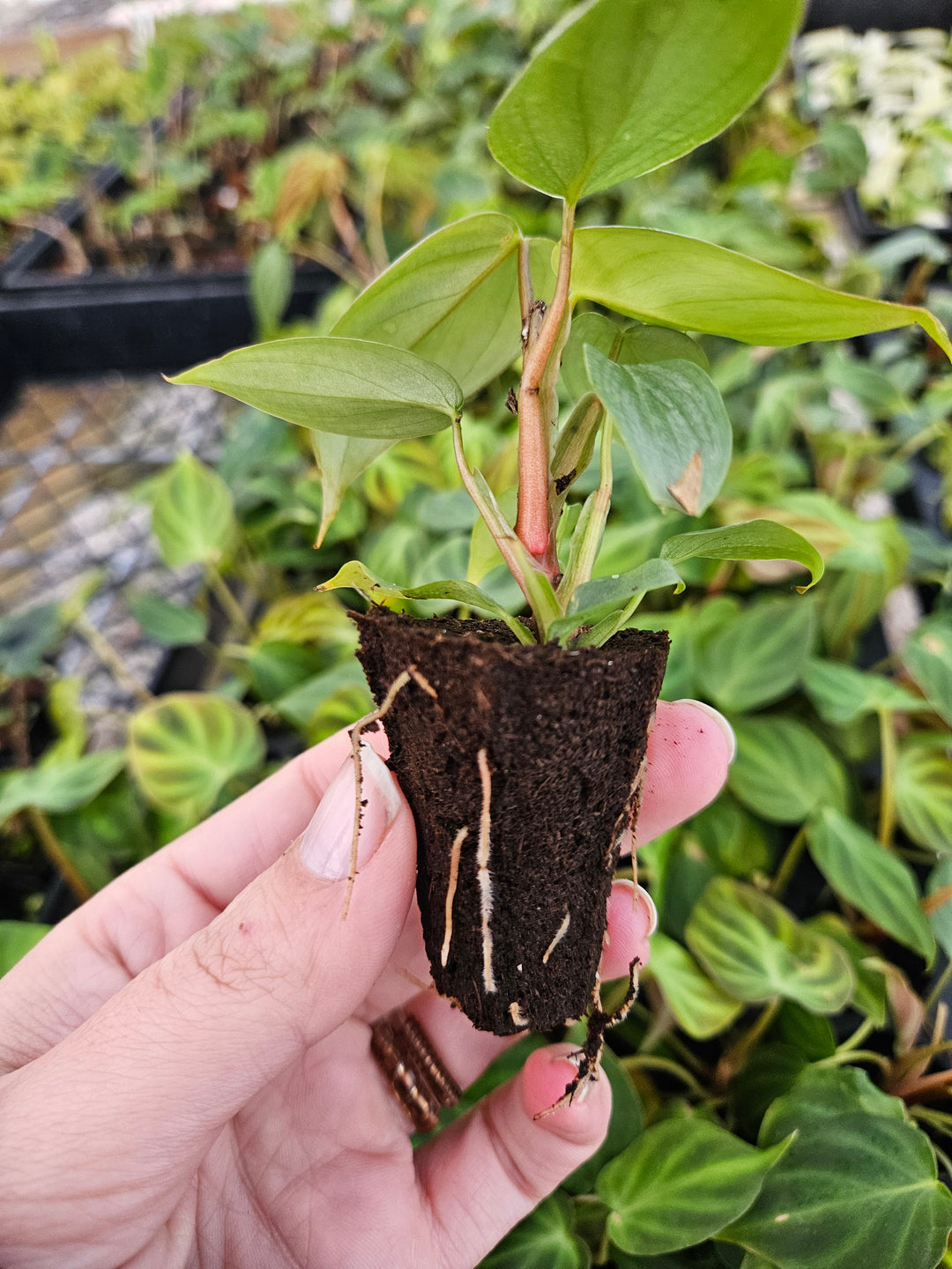 Philodendron Sodiroi plant with silver heart-shaped leaves in a nursery setting.