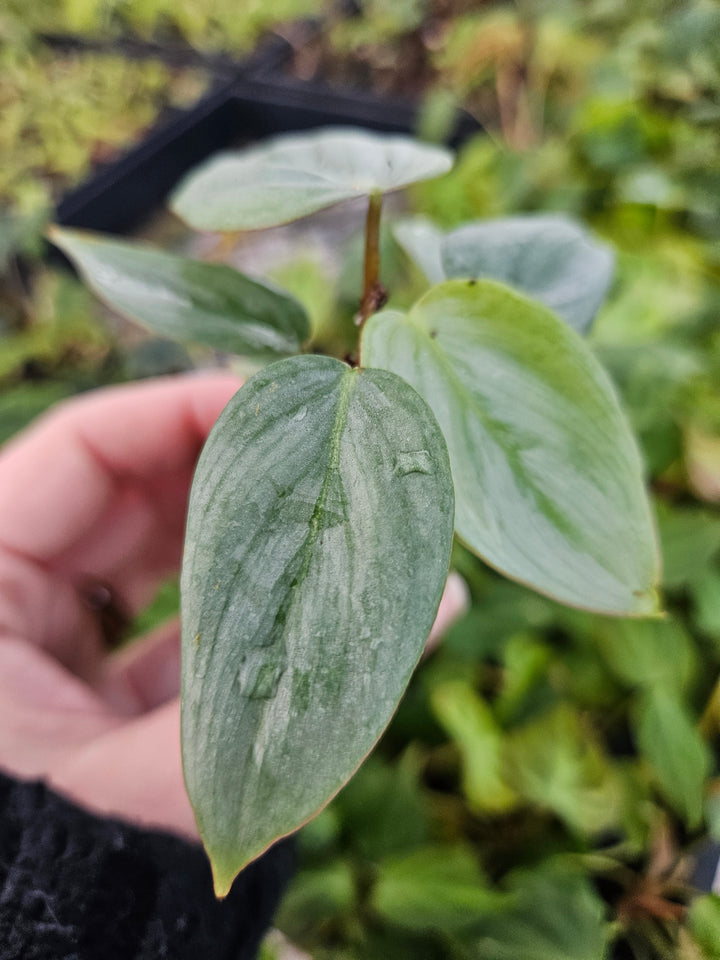 Philodendron Sodiroi with heart-shaped silver leaves and dark green veining, held by a hand.