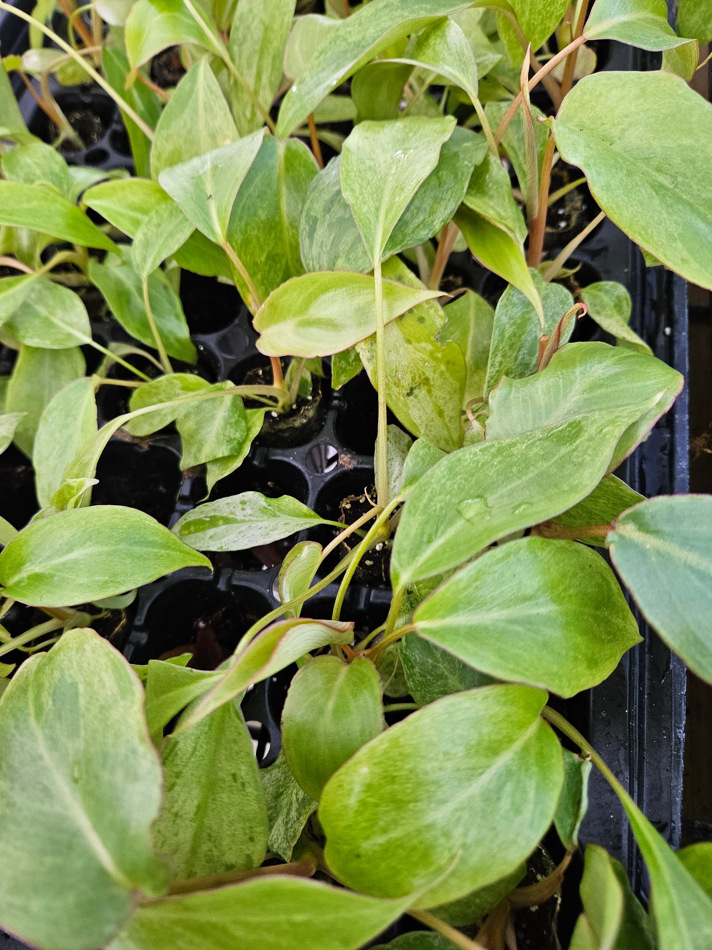 Philodendron Paraiso Verde (REHAB)