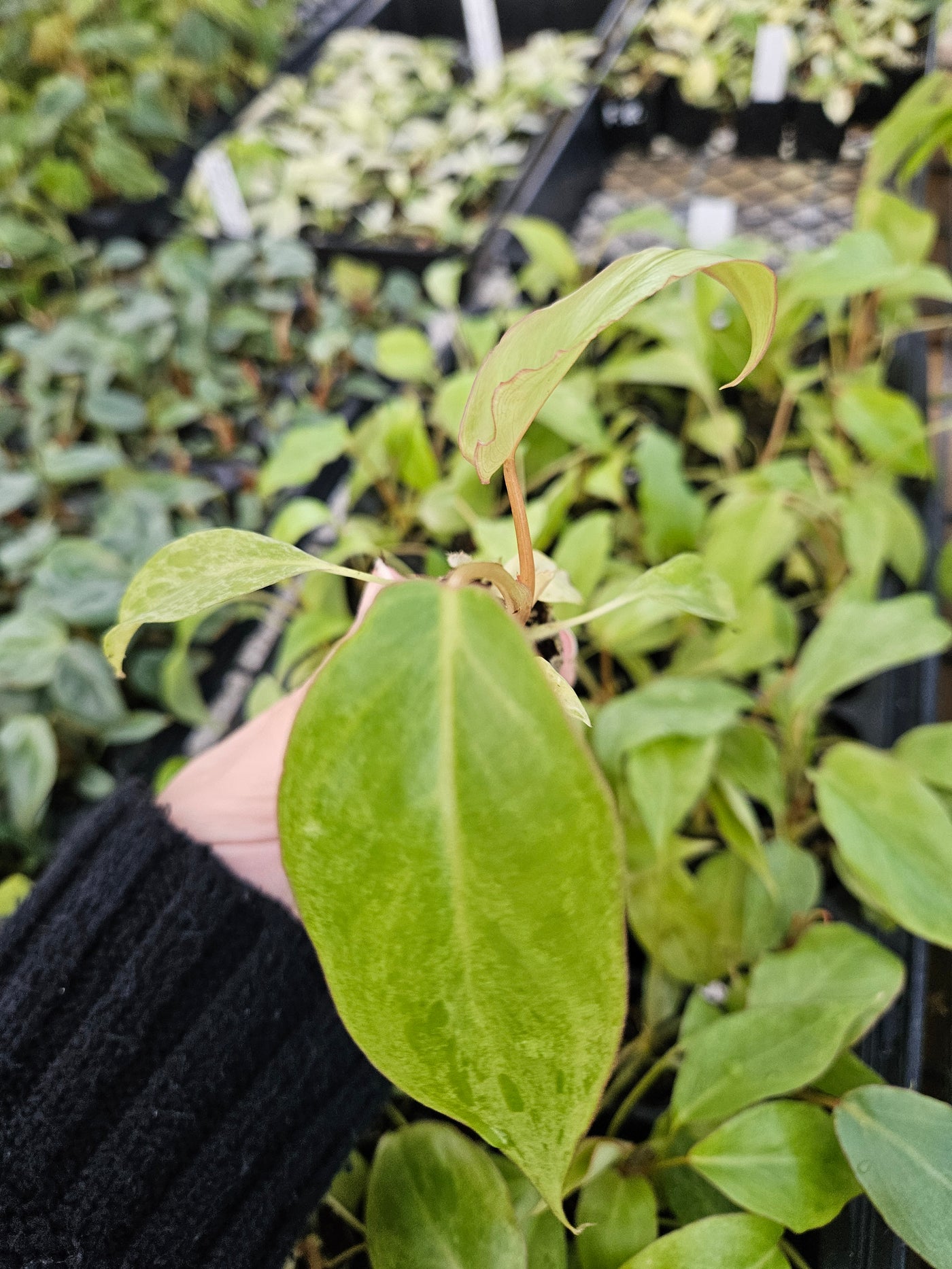 Philodendron Paraiso Verde (REHAB)