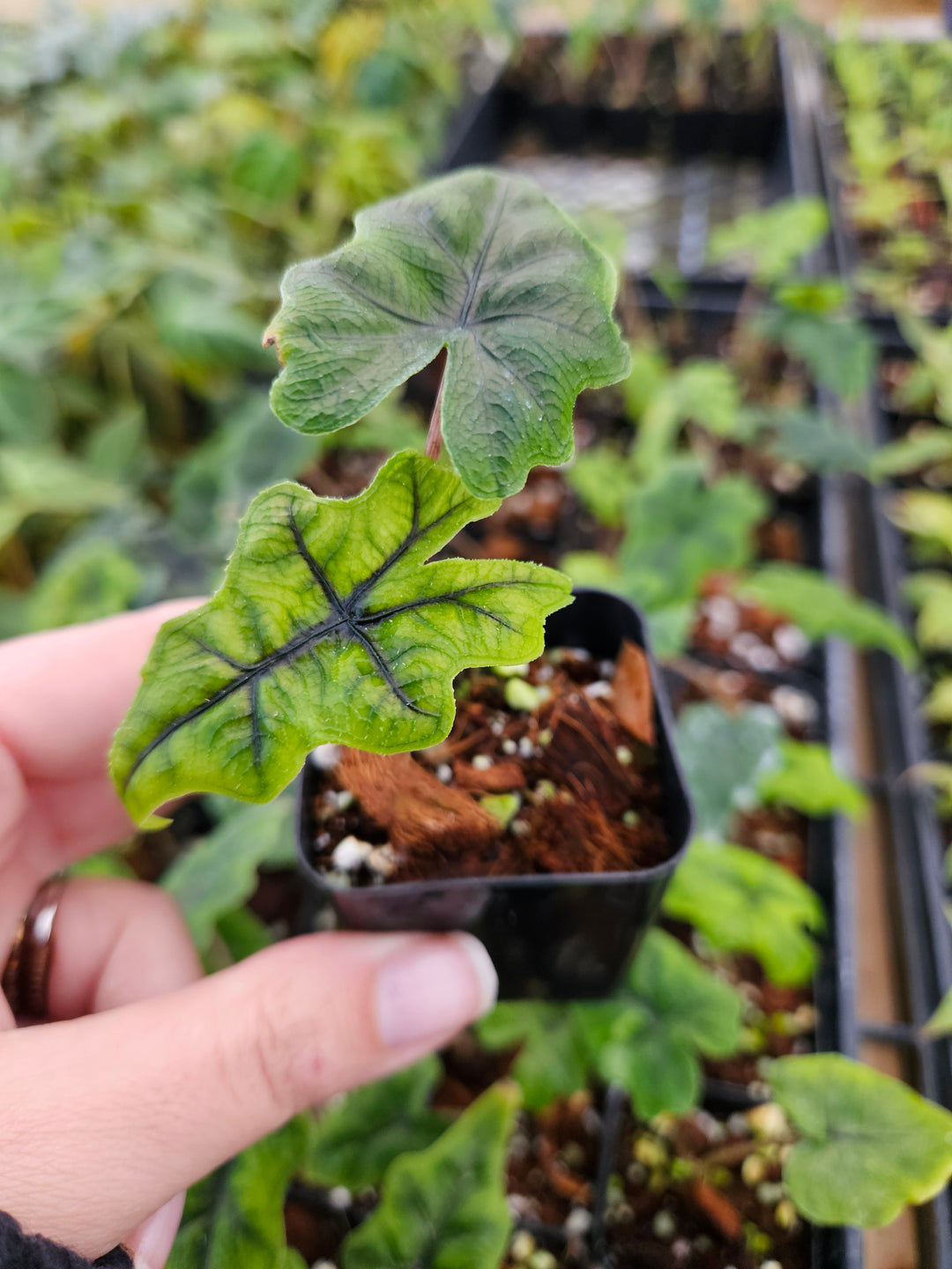 Alocasia Jacklyn Plug