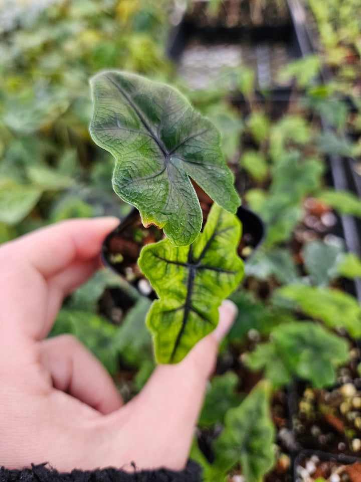 Alocasia Jacklyn Plug