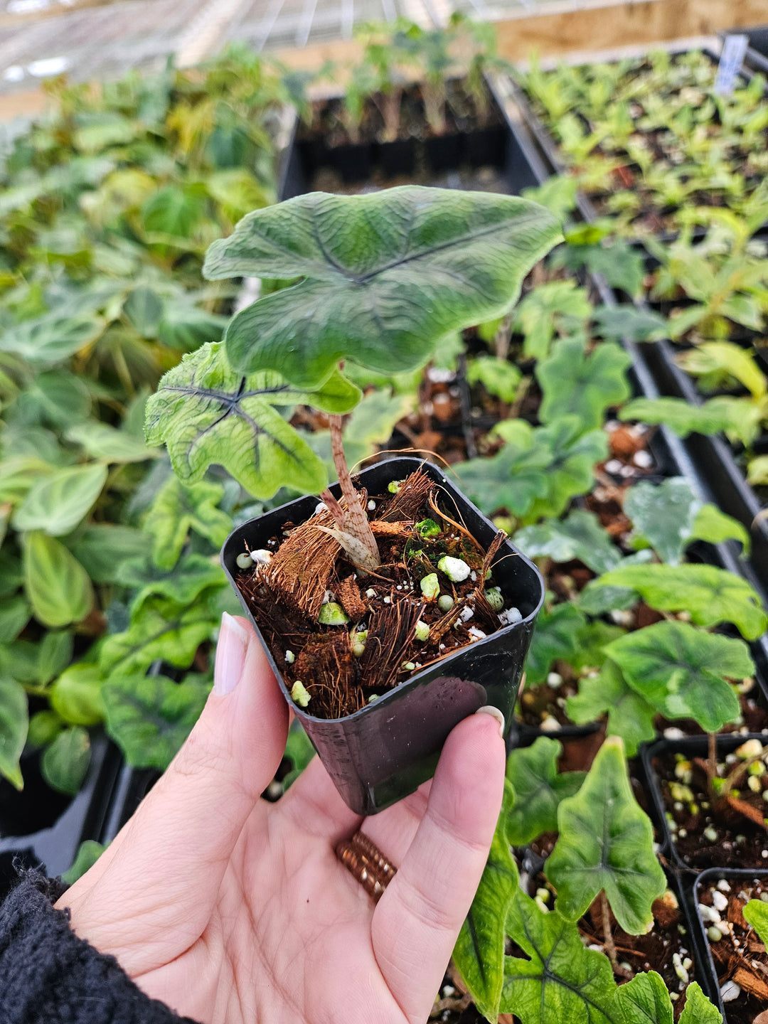 Alocasia Jacklyn Plug