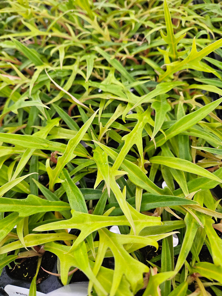 Philodendron Tortum plant with elongated, corkscrew leaves in a nursery setting.