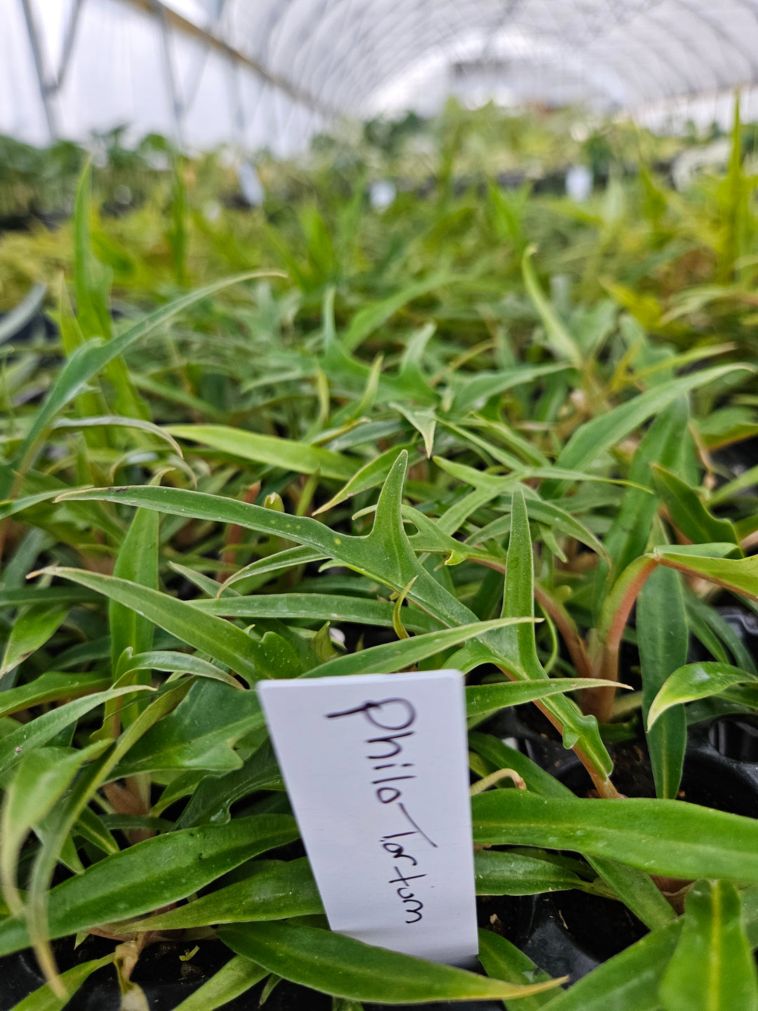 Philodendron Tortum plants in a nursery setting with elongated, thin leaves.