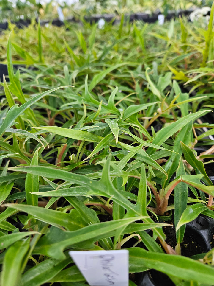 Philodendron Tortum