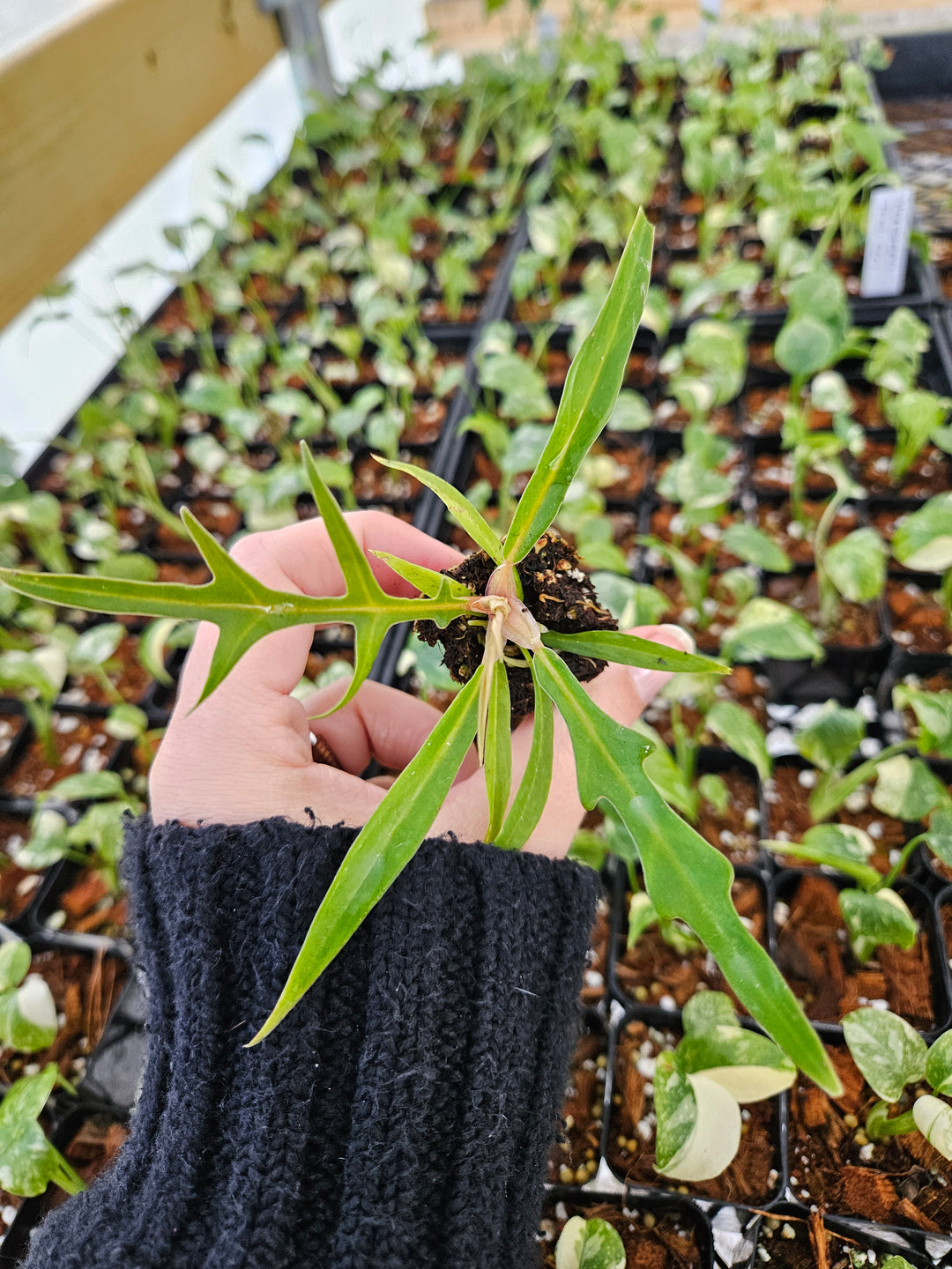 Philodendron Tortum plant with elongated corkscrew leaves in a nursery setting.