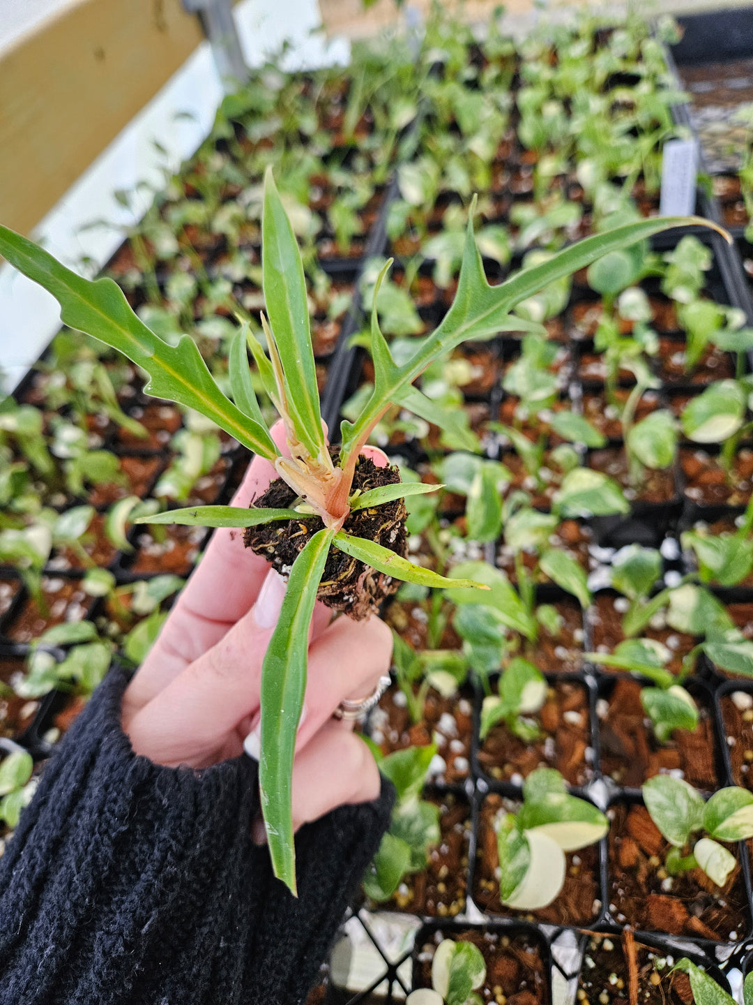 Philodendron Tortum plant with corkscrew leaves in nursery.