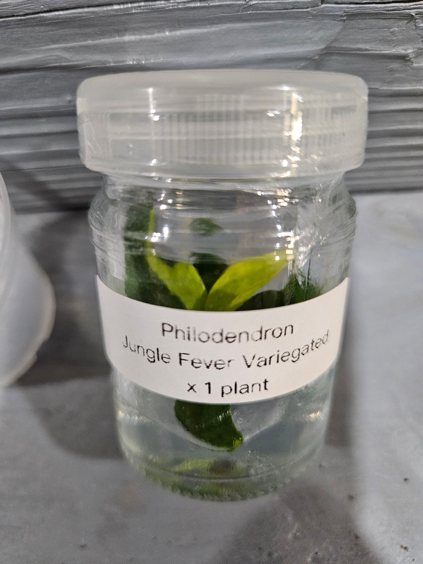 Philodendron Variegated Jungle Fever Plantlet (1)