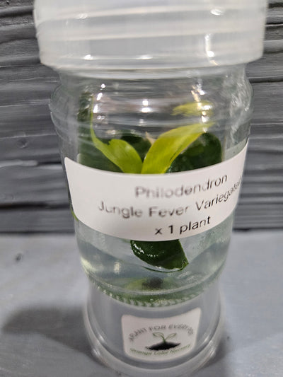 Philodendron Variegated Jungle Fever Plantlet (1)