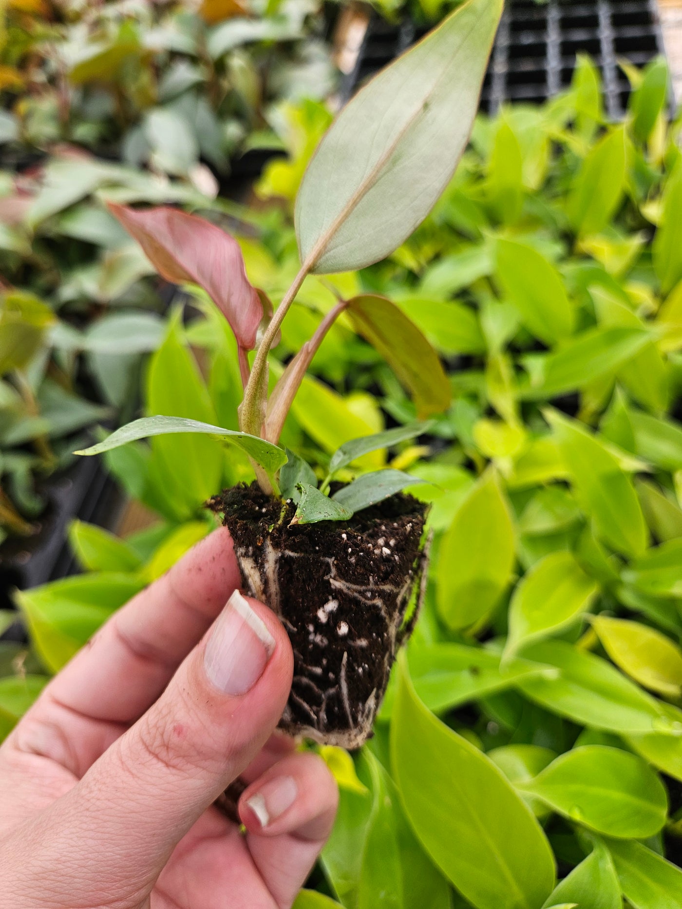 Philodendron Atabapoense Plug