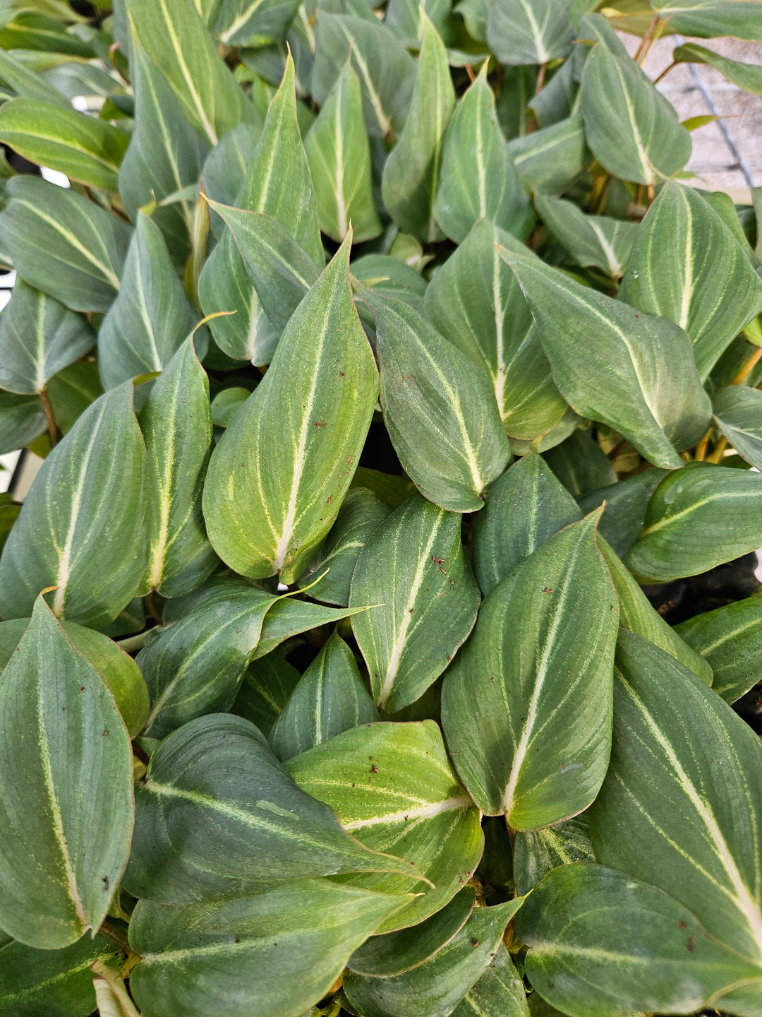 Philodendron Gloriosum with lush green veined leaves in nursery setting.