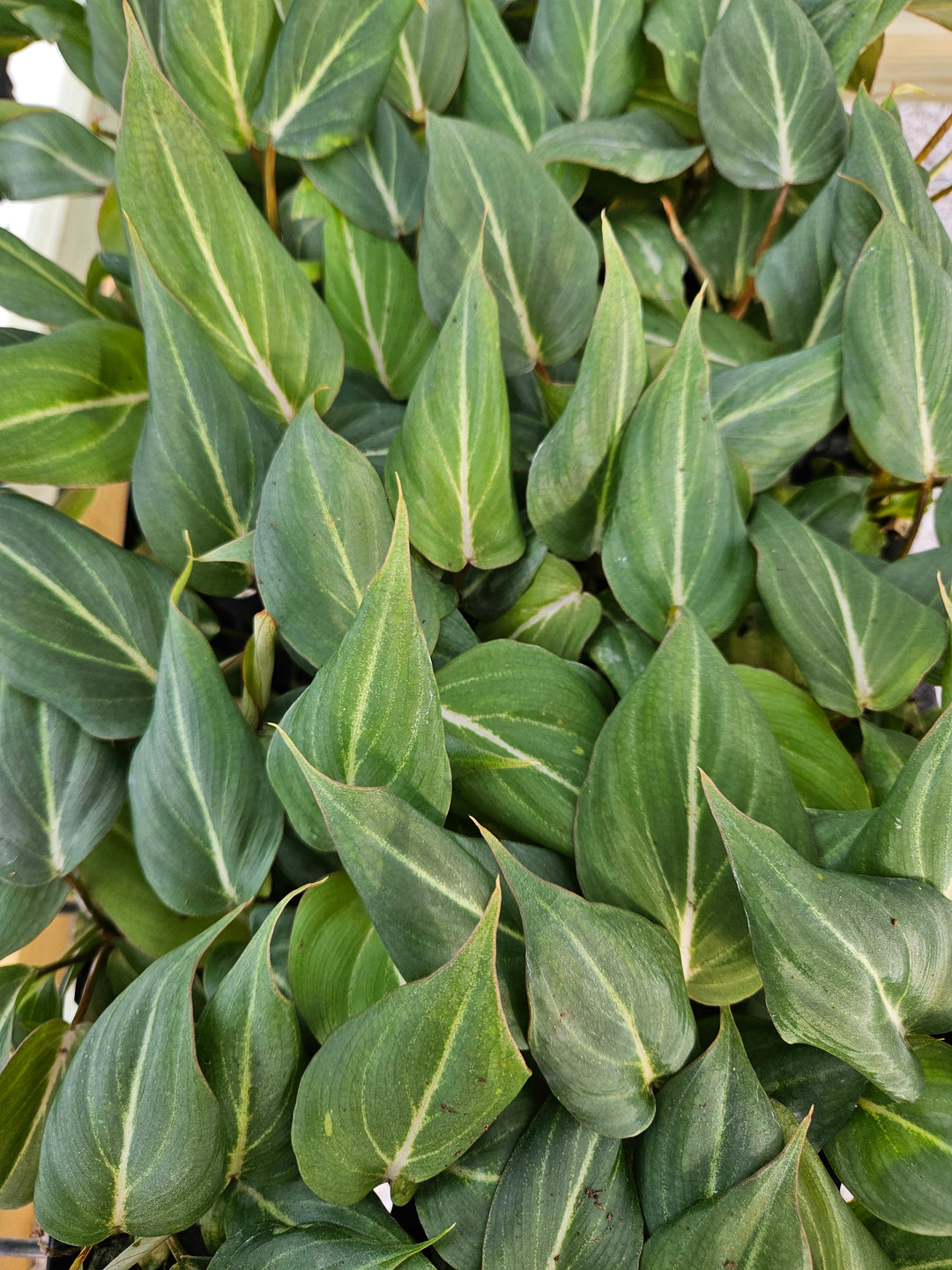 Philodendron Gloriosum with lush, velvety heart-shaped leaves in deep green.