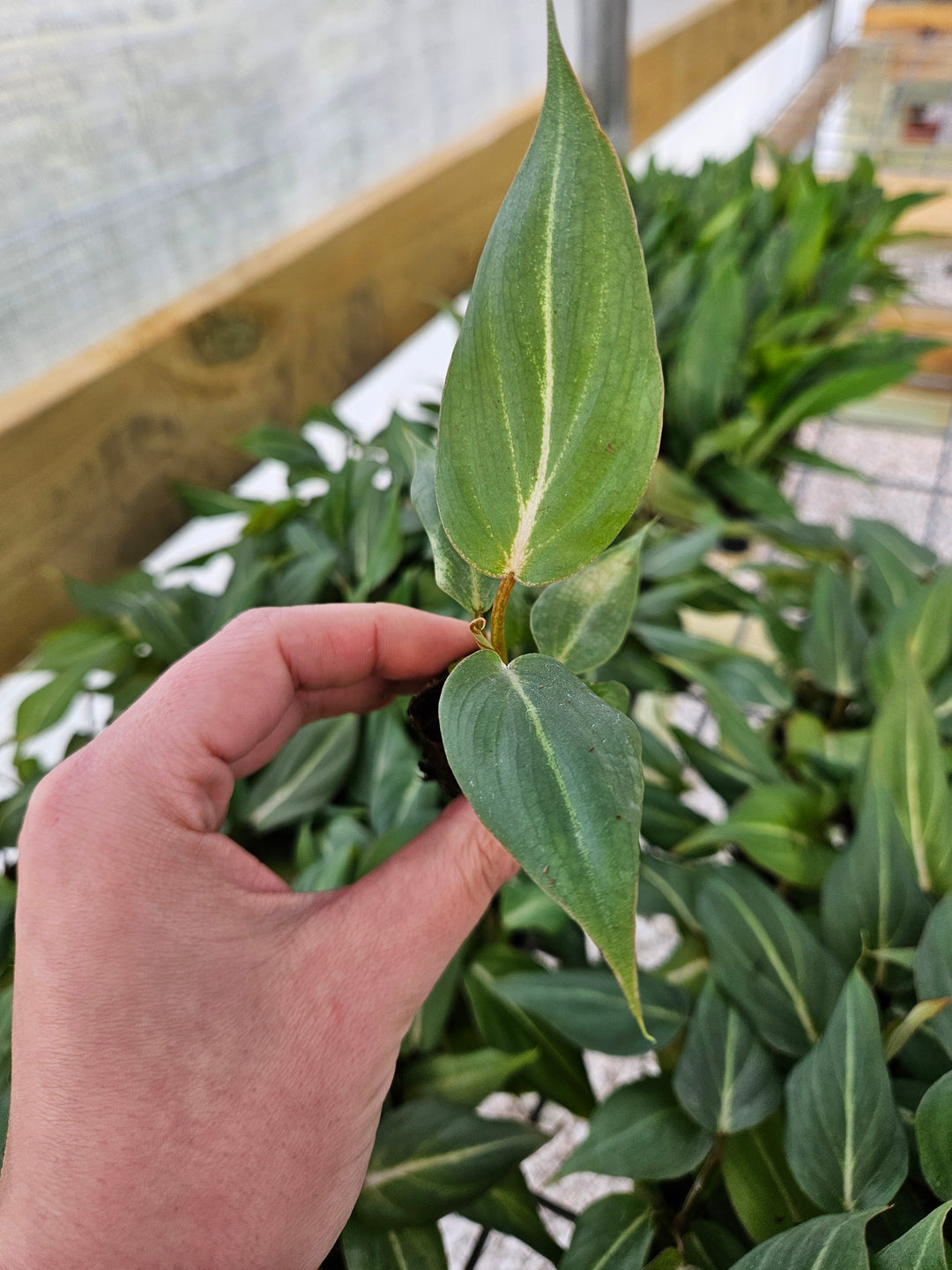 Philodendron Gloriosum Plugs