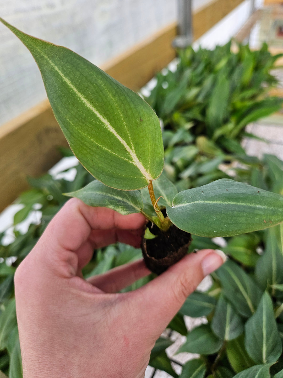 Philodendron Gloriosum plant with large, heart-shaped, velvety green leaves and light veining.