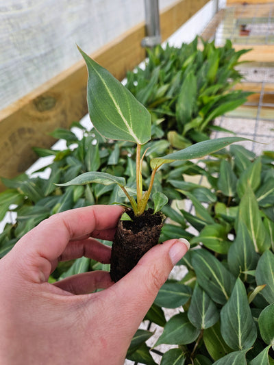 Philodendron Gloriosum Plugs