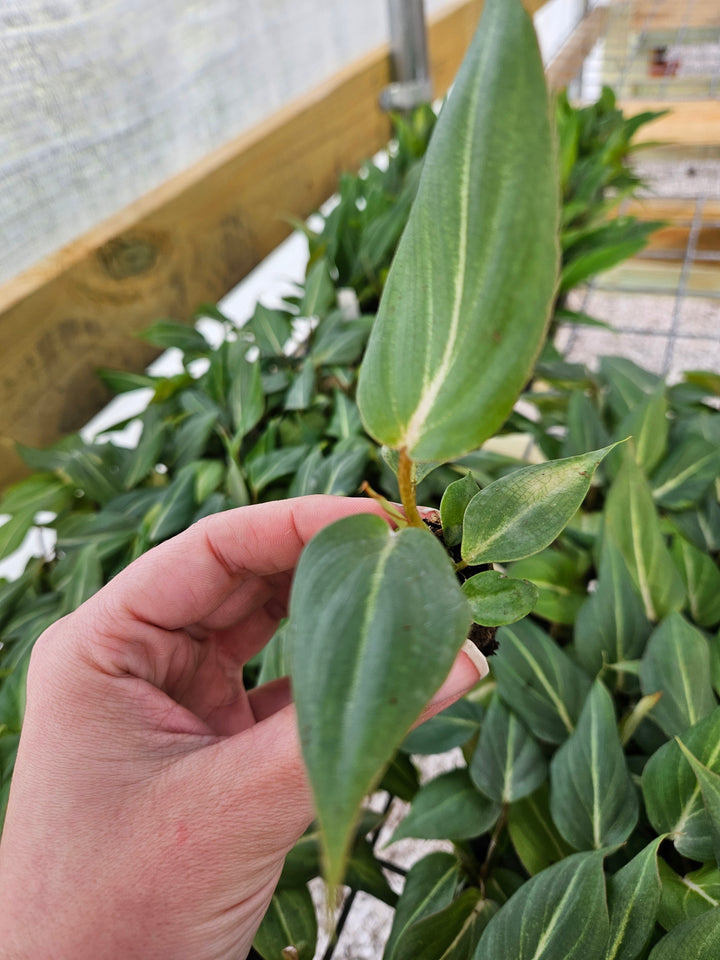 Philodendron Gloriosum with heart-shaped, velvety green leaves and light veining, grown in a nursery.