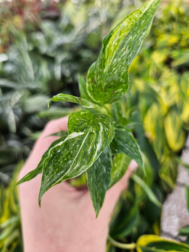 Variegated Peace Lily "Domino" with green and creamy white variegated leaves.