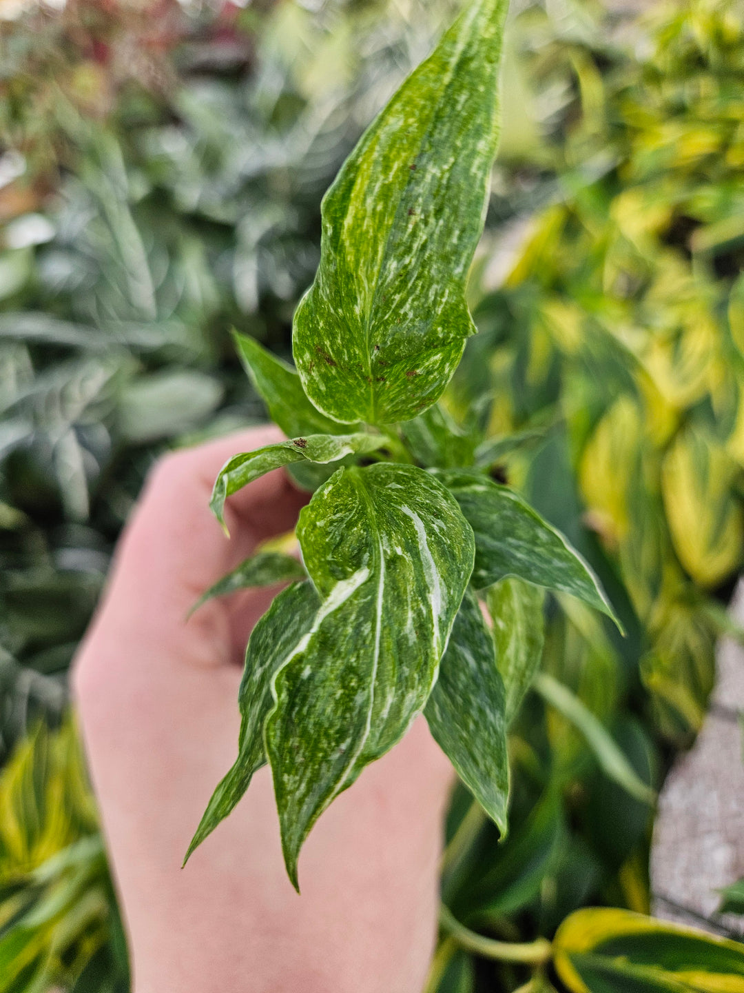 Variegated Peace Lily "Domino" with green and creamy white patterned leaves, known for air-purifying qualities.