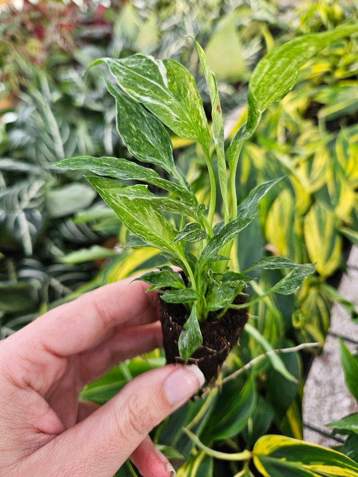 Variegated Peace Lily "Domino" with green and creamy white variegated leaves held in a hand.