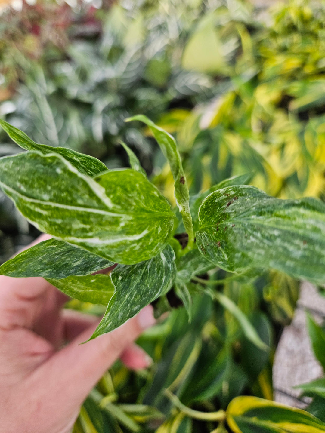 Variegated Peace Lily "Domino" with green and creamy white leaves held by a hand.