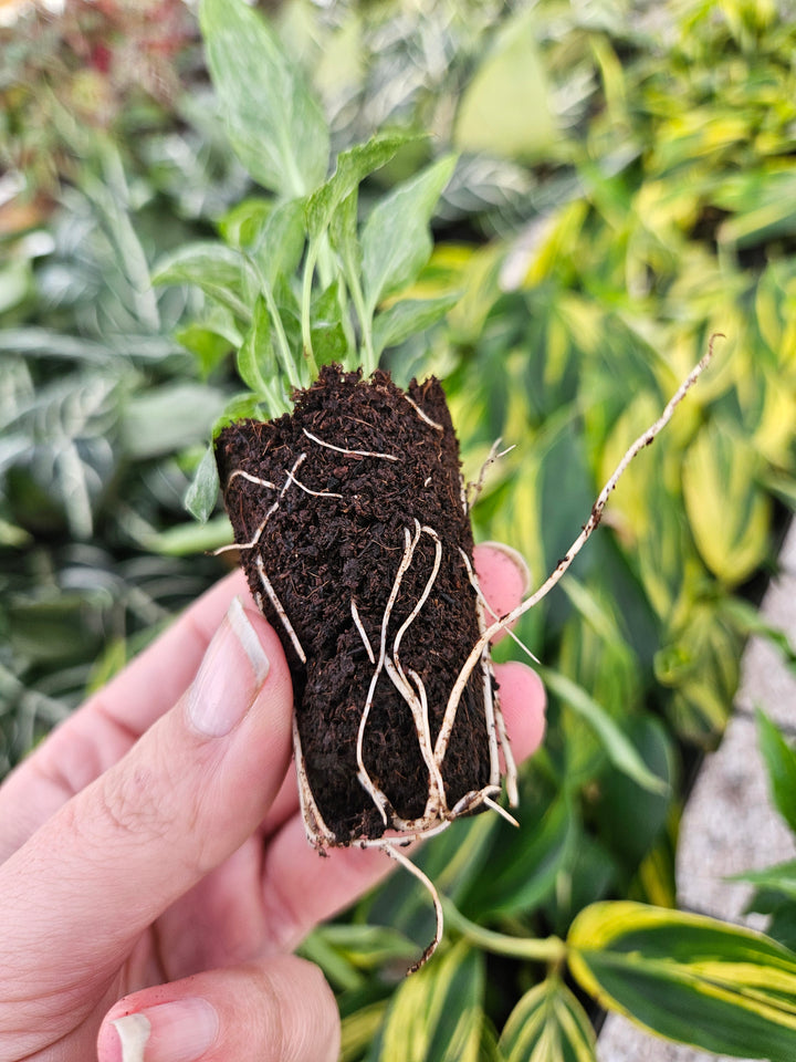 Variegated Peace Lily "Domino" plant with roots, held in hand, showcasing green and creamy white variegated leaves.