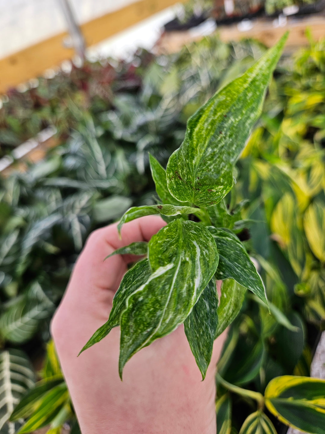 Variegated Peace Lily "Domino" with green and creamy white leaves in a greenhouse setting.