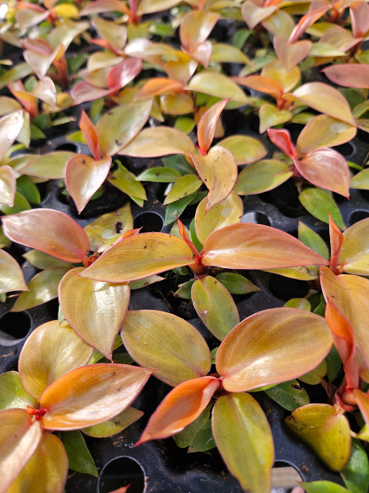 Philodendron Red Sun with vibrant red foliage and heart-shaped leaves in a garden setting.