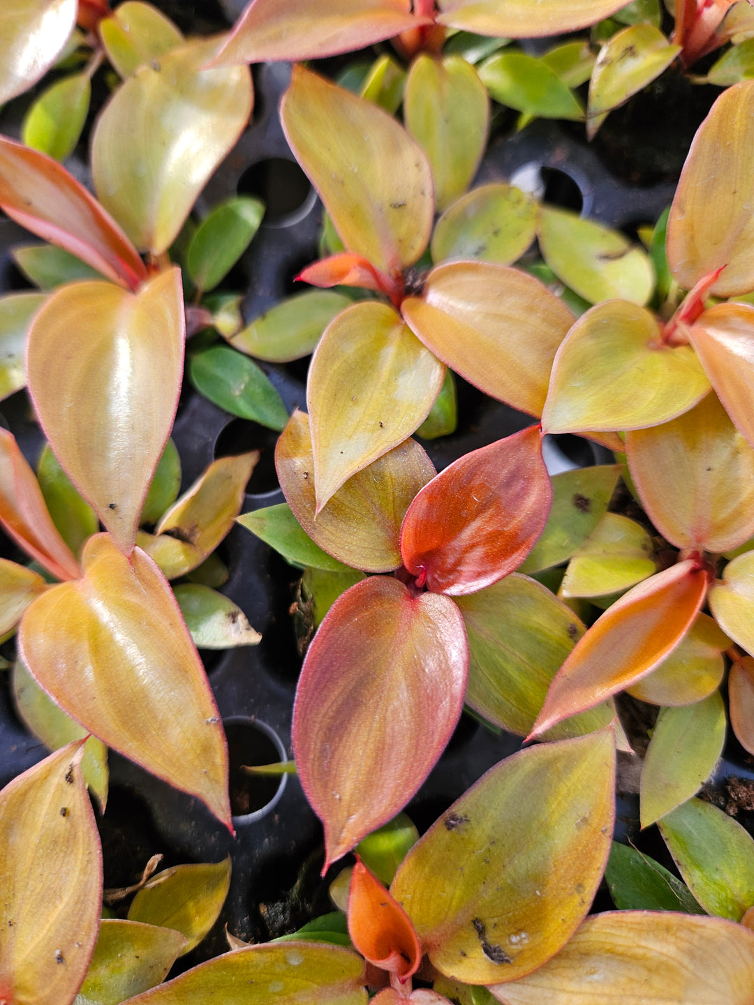 Philodendron Red Sun with vibrant red foliage and heart-shaped leaves.