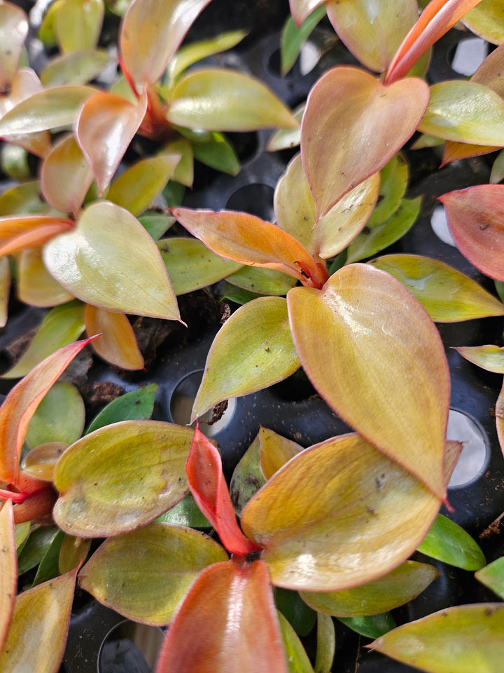 Philodendron Red Sun with vibrant heart-shaped red leaves in pots.