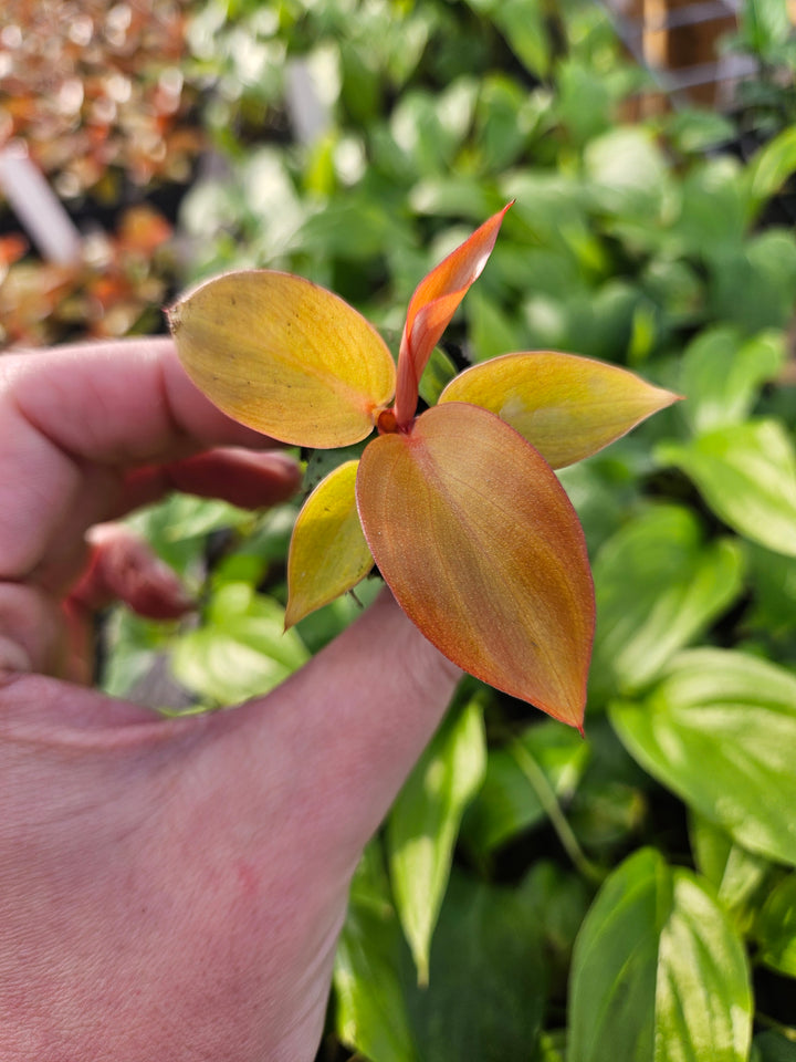 Philodendron Red Sun