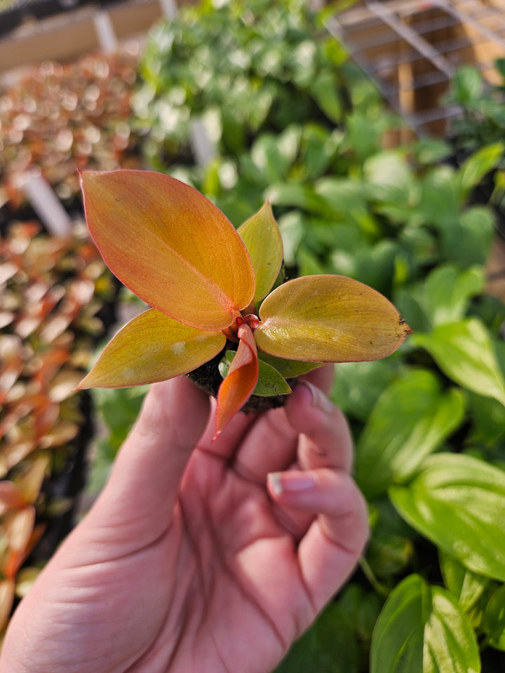 Philodendron Red Sun