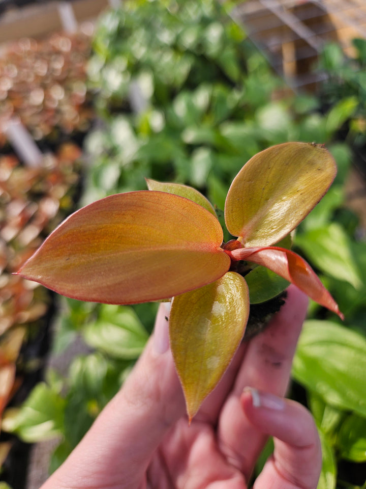 Philodendron Red Sun