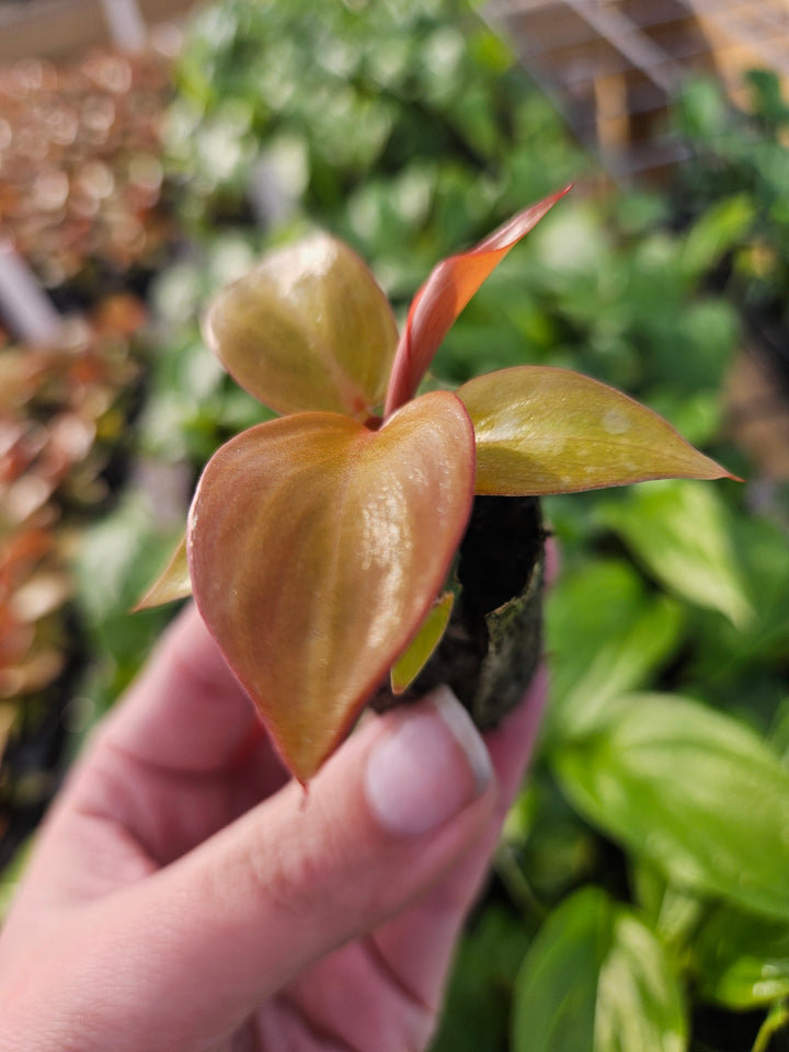 Philodendron Red Sun