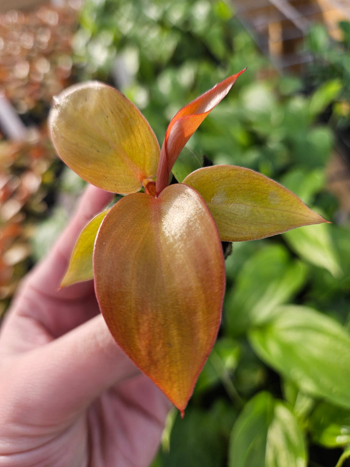 Philodendron Red Sun