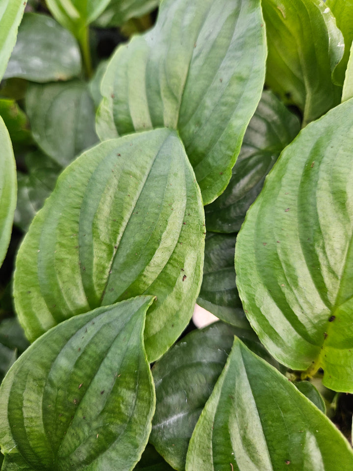 Tacca  Chantrieri "White Bat" Plug