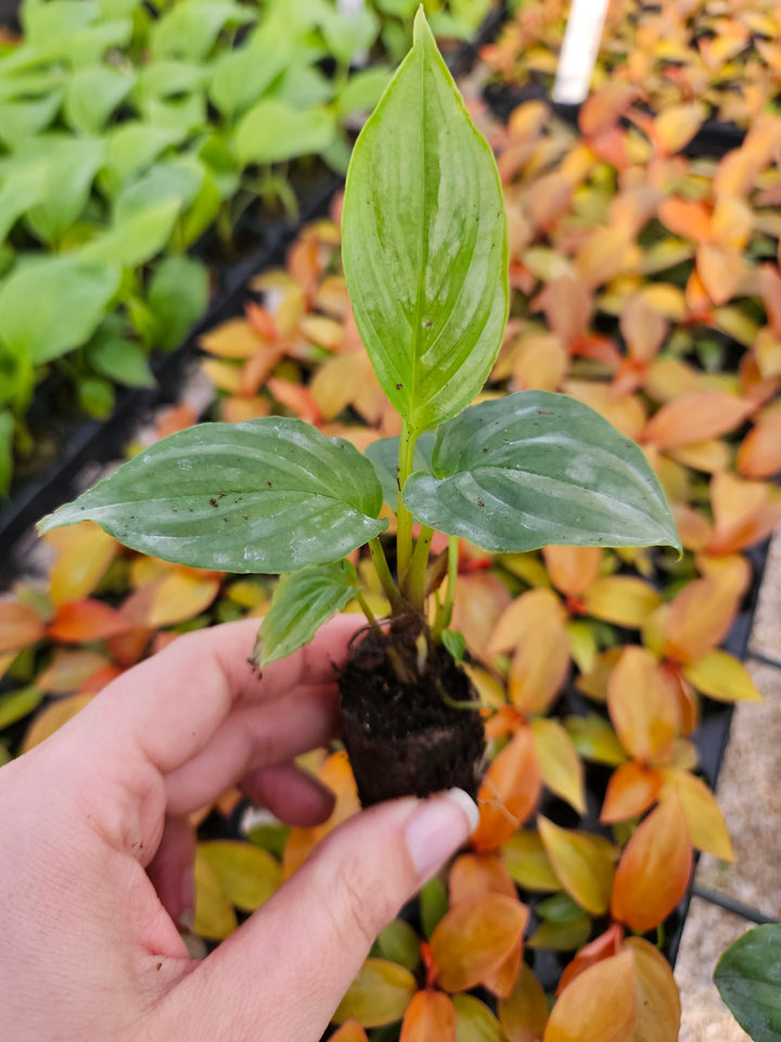 Tacca  Chantrieri "White Bat" Plug