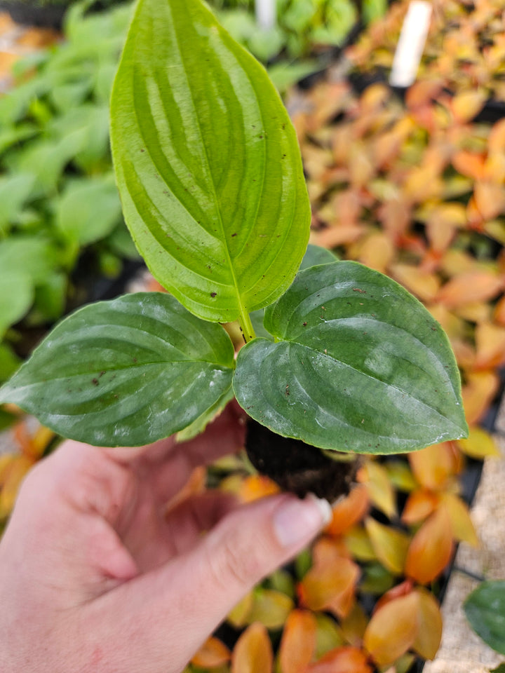 Tacca  Chantrieri "White Bat" Plug