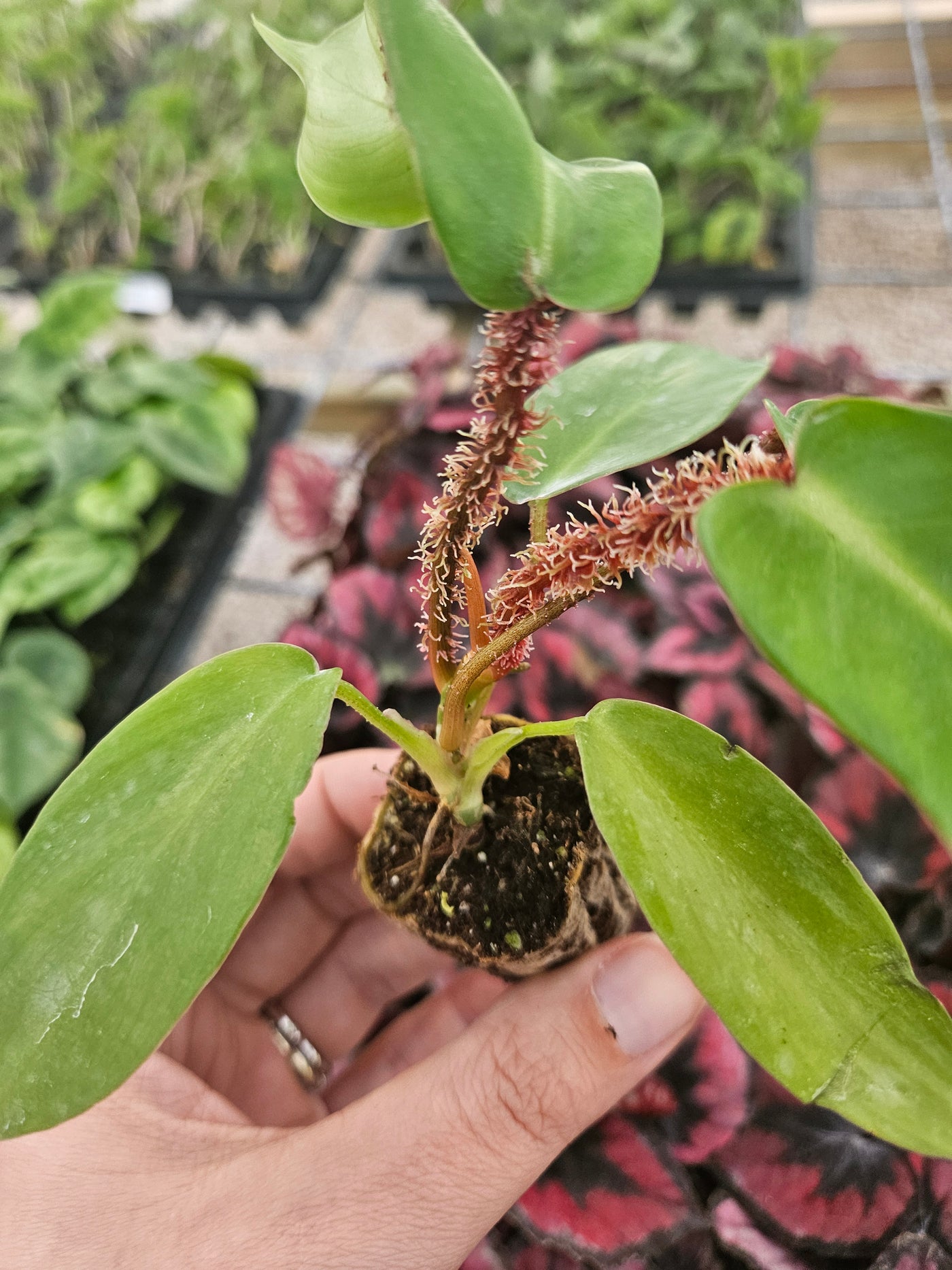 Philodendron Squamiferum Plug