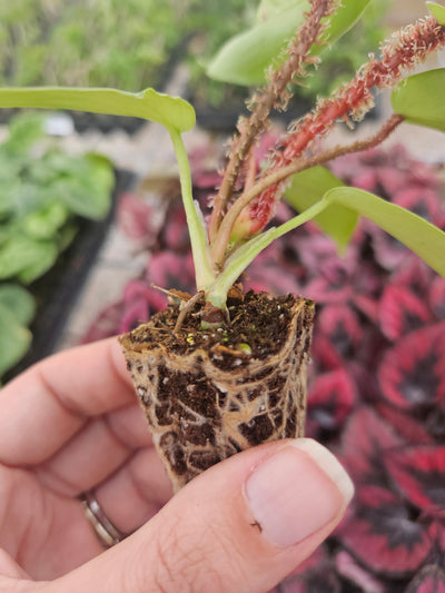 Philodendron Squamiferum Plug