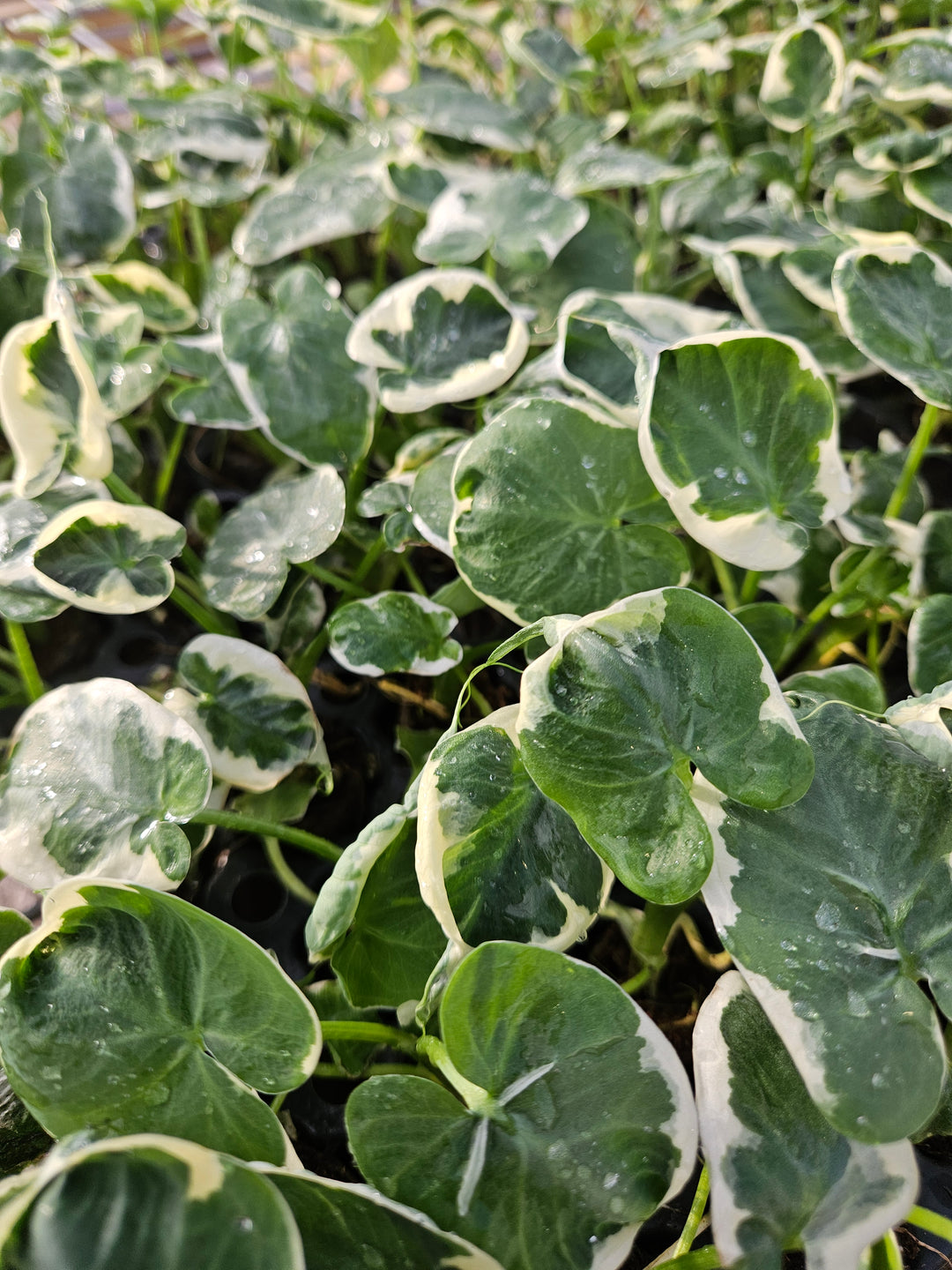 Alocasia Mickey Mouse plant with heart-shaped, variegated green and cream leaves.