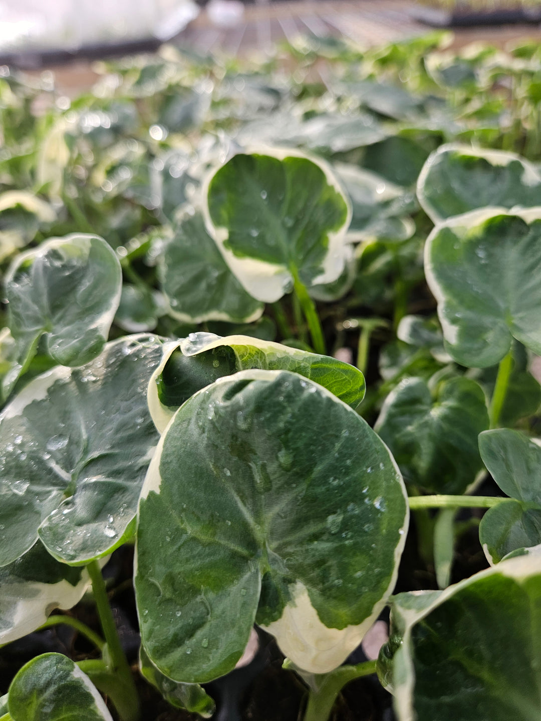 Alocasia Mickey Mouse Plug