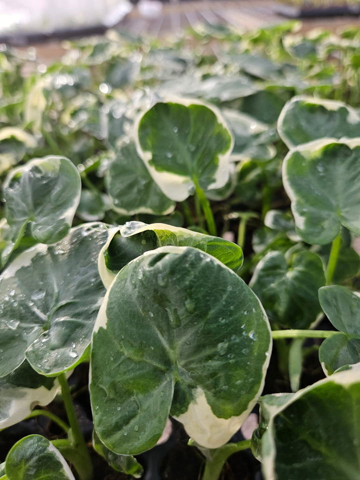 Alocasia Mickey Mouse plant with heart-shaped green leaves and light-green variegation.