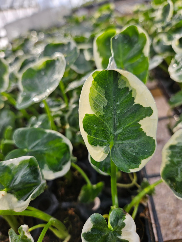 Alocasia Mickey Mouse plant with green and cream variegated leaves shaped like a famous mouse in a nursery setting.